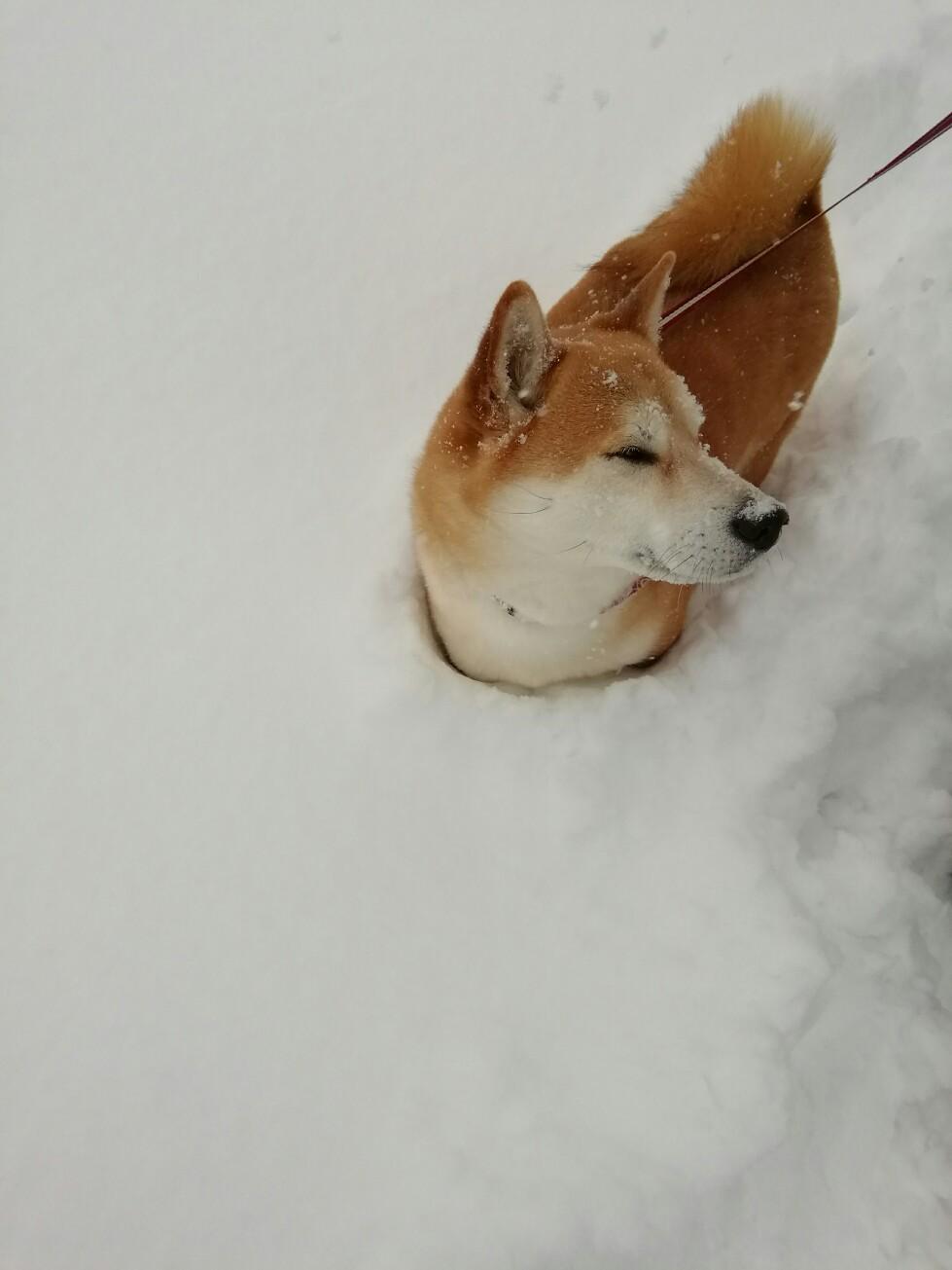 ��ɖ�����邵�΂��