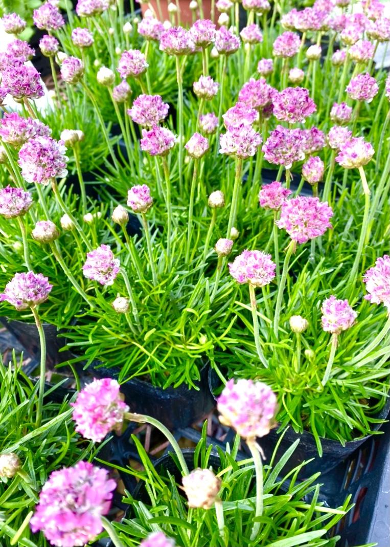 �V�g�ɗ��Ă��炤�ɂ�