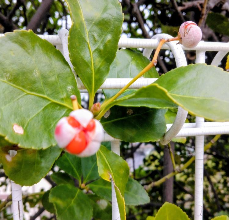 ����ǂ��Ȃ鎞