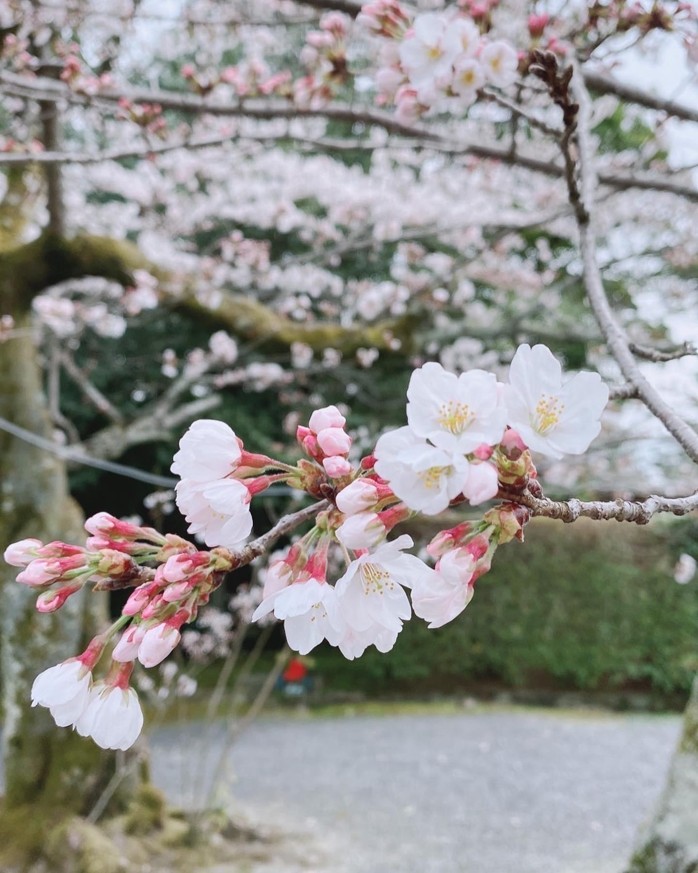 4��2���̈ꌾ�肢