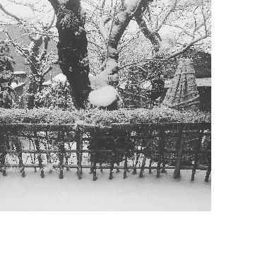 ���t����؂����ǌ��̒�����؁B