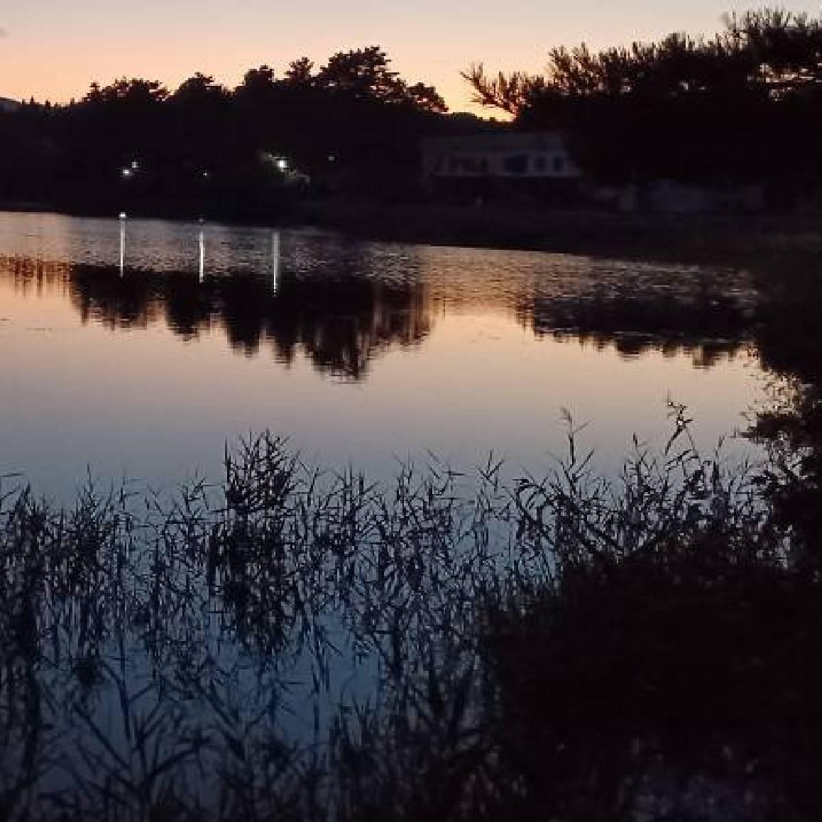 �h���C�����͖����̖�Ɏ������