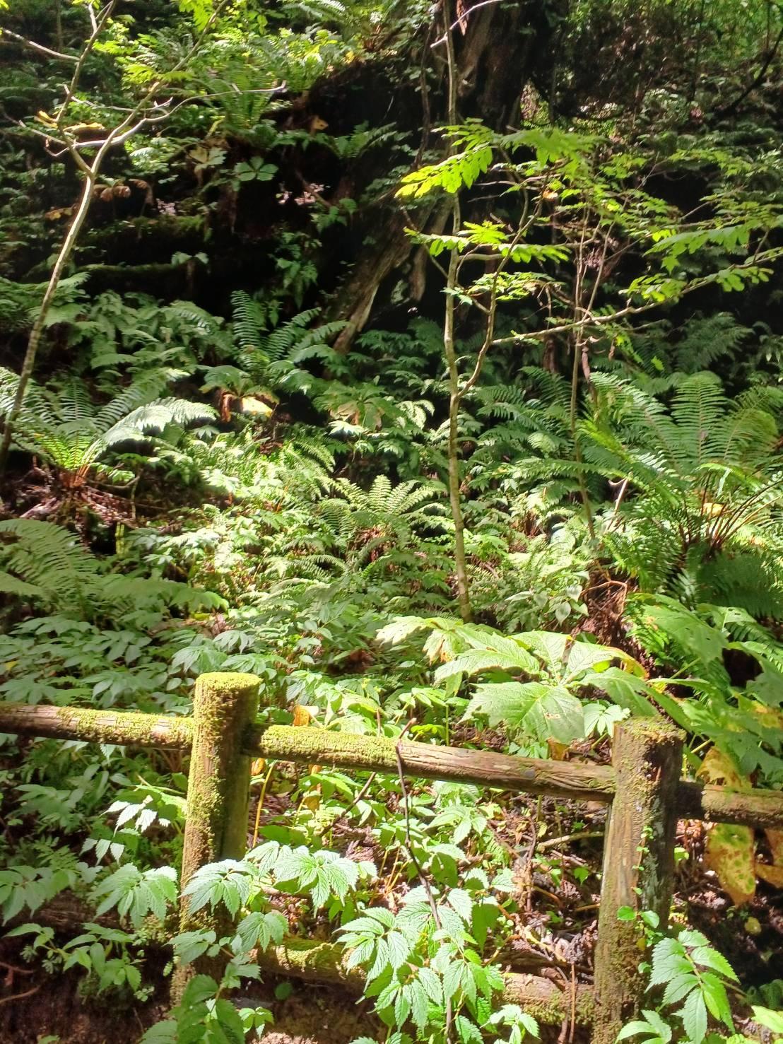 ���b�v�����苿���I�\�a�c�_�Ђ��s��