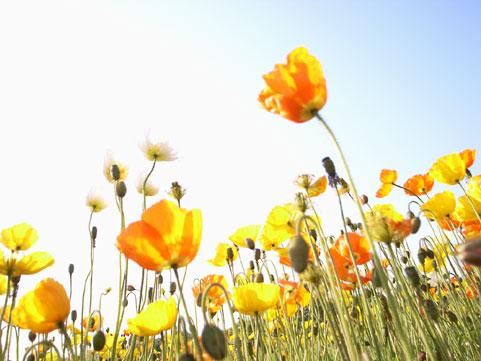 �����̋C�����ƖS���Ȃ�����