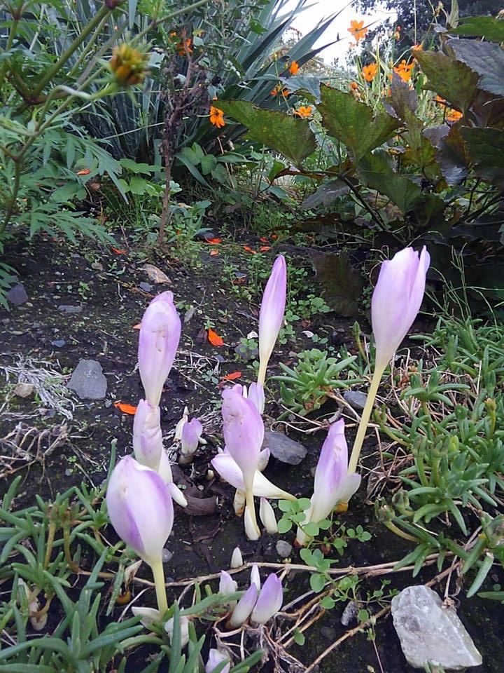 ����􉛐搶�̃^���b�g�J�[�h