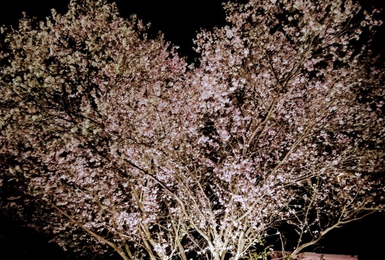 �V���̎v���o