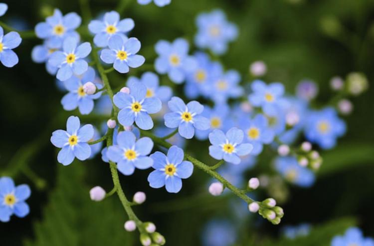 �f�G�Ȍ��t