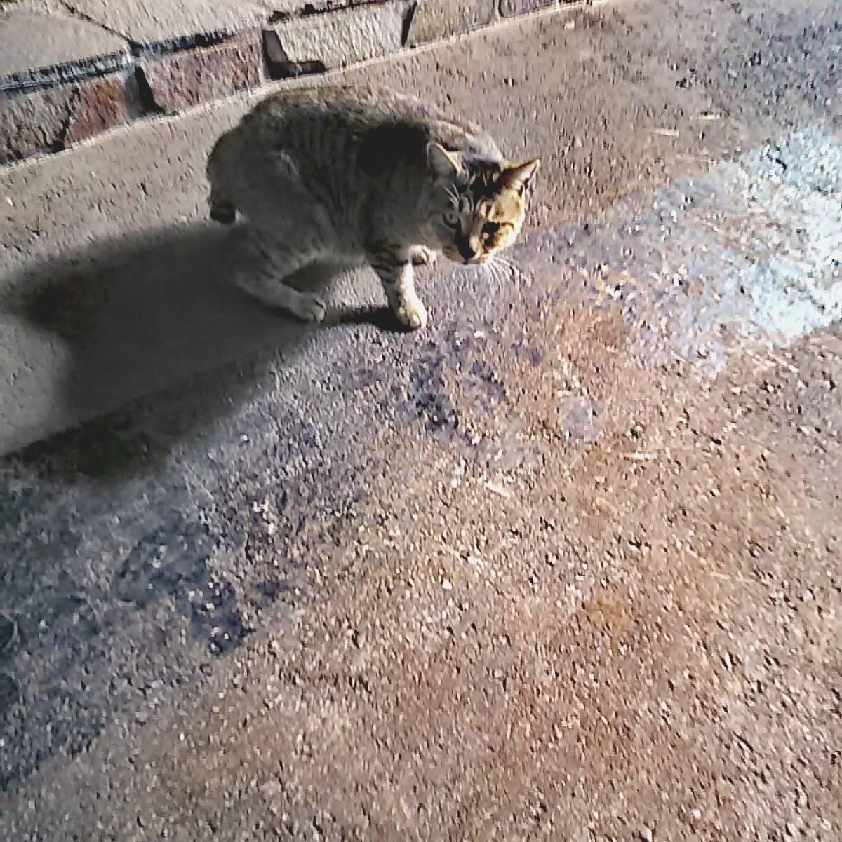 �C�̑؂�𔲂��E�E�f�[�^�f�̗�(^^)