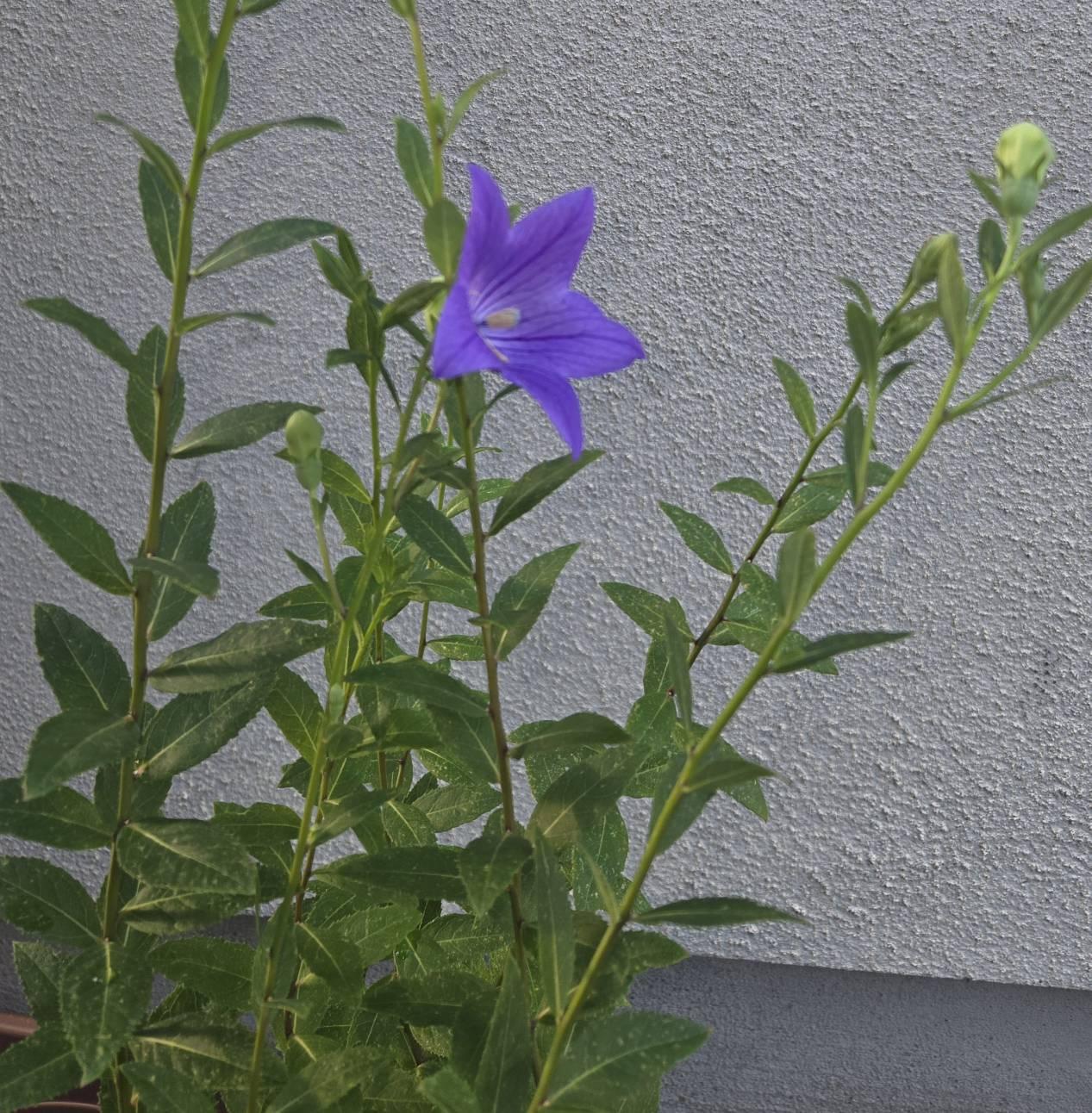 �V��17���@�^��