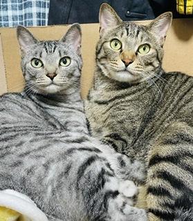 ���v�����IR4.8.20����