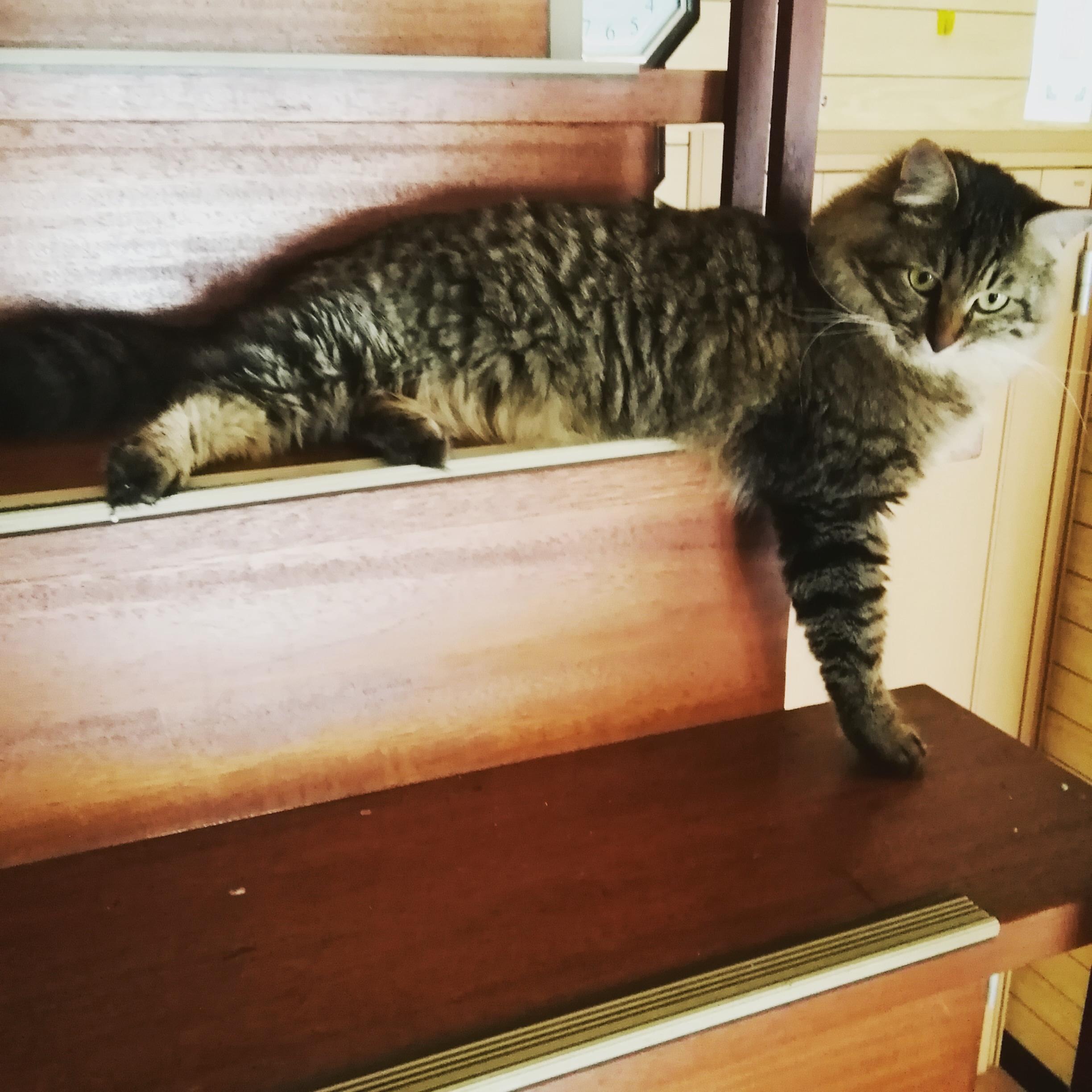 �F�l�A�M���ǂɂ͂��C������