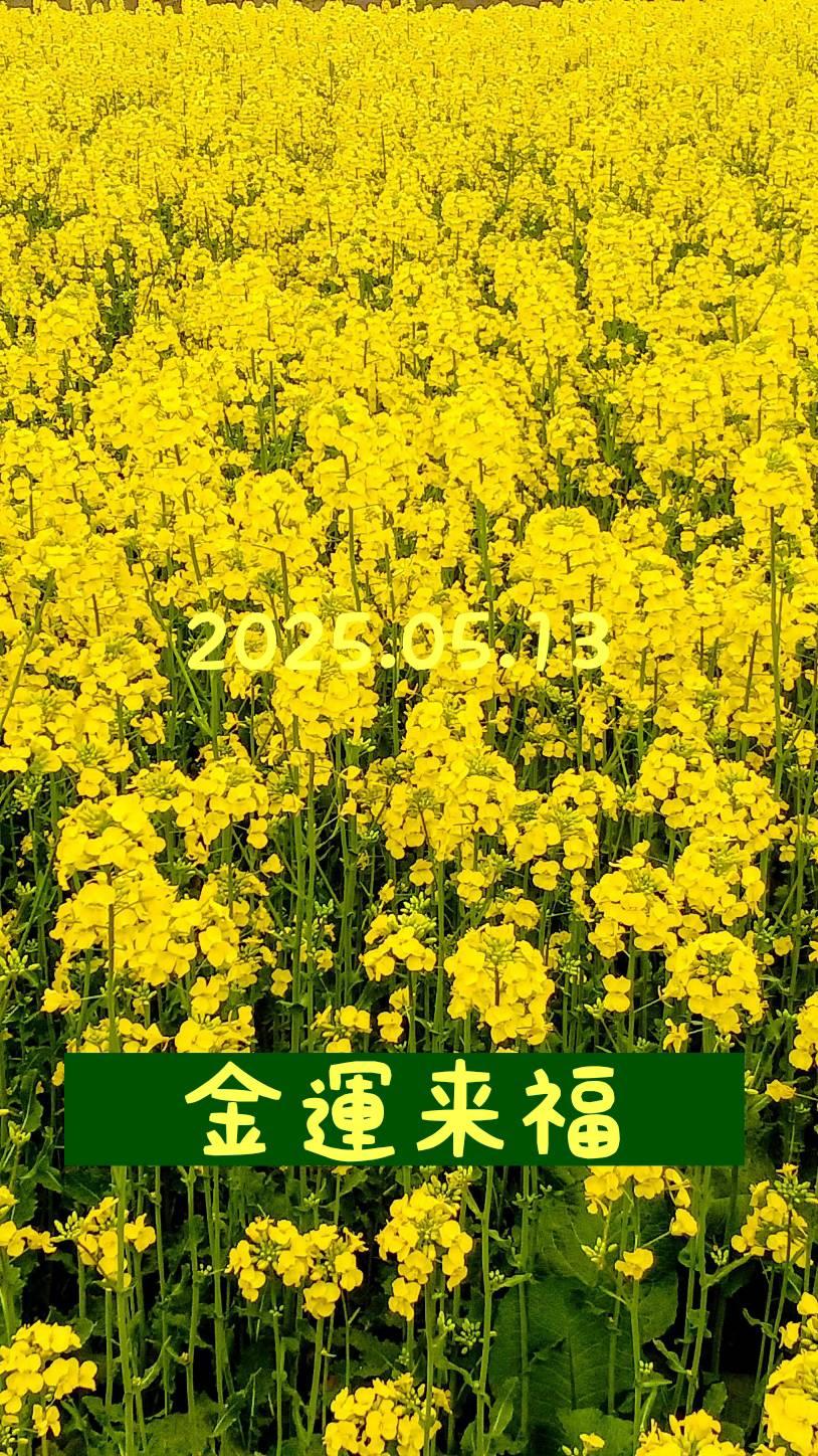 �y���^�A�b�v�I�z�K���I�؂̉ԉ摜��