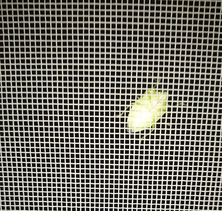 �{�����ӁI�H