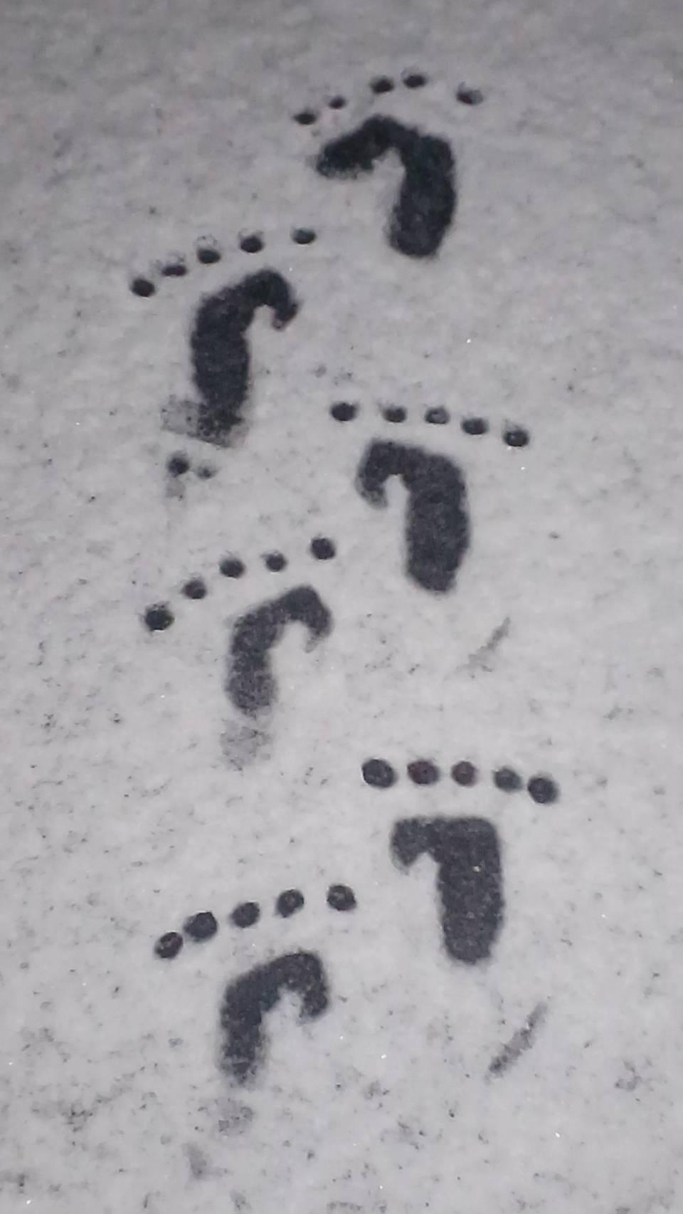 �T���̉^��