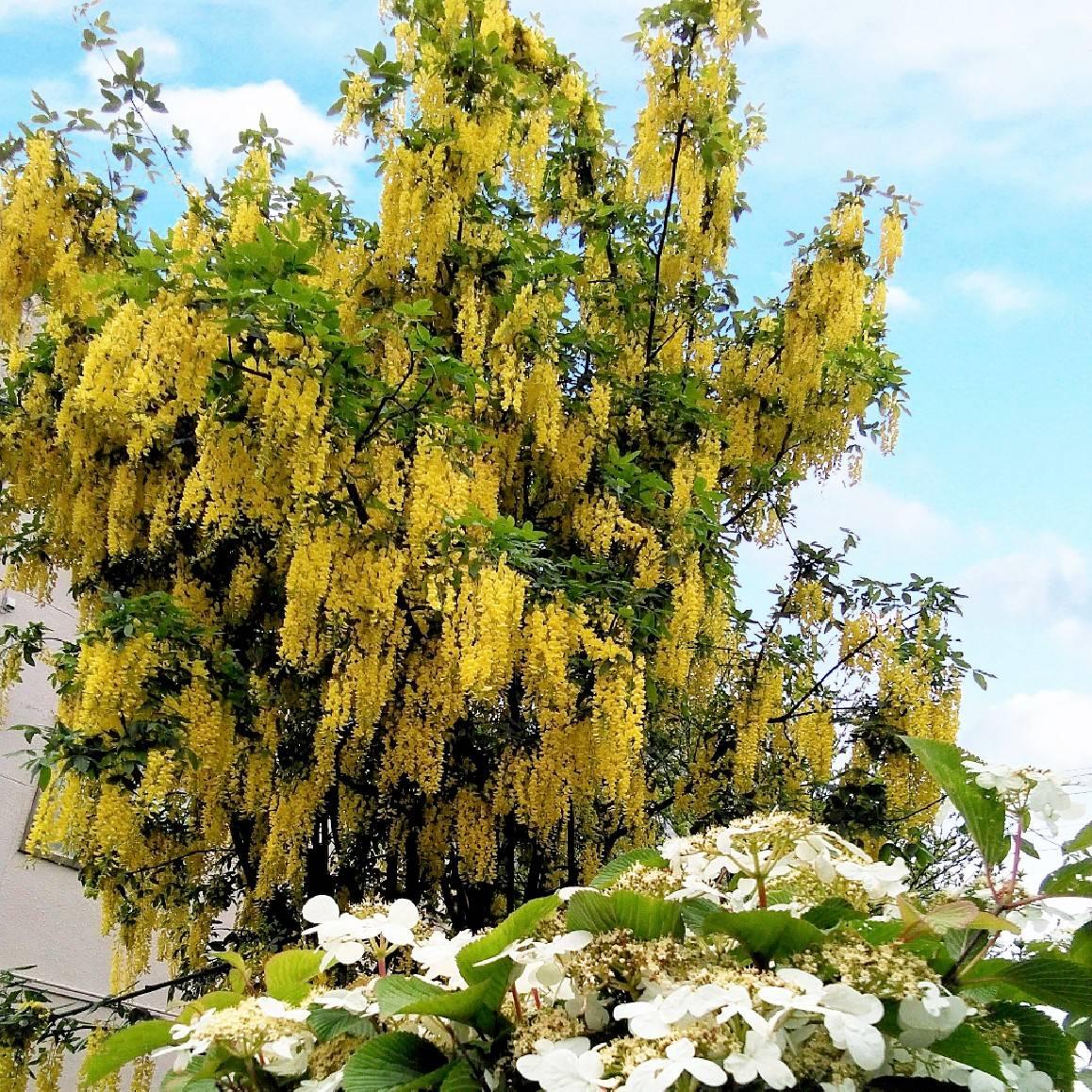 ����̊F�����H��