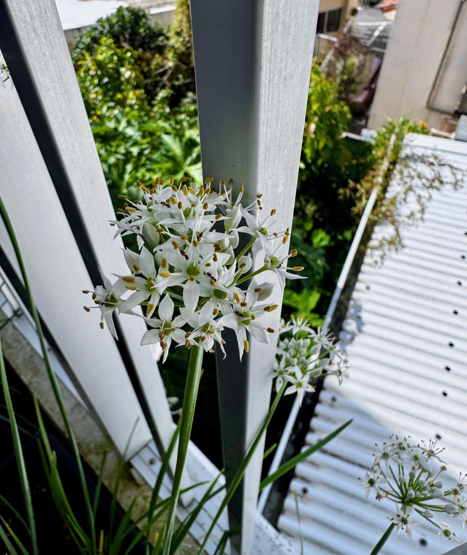 �x�c���w���̐�