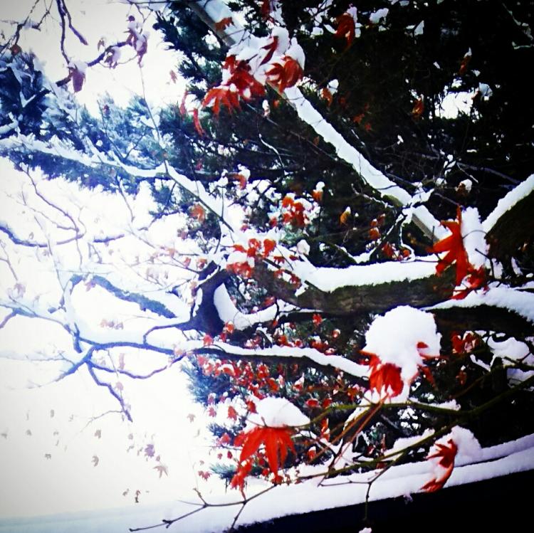 �^���b�g�J�[�h