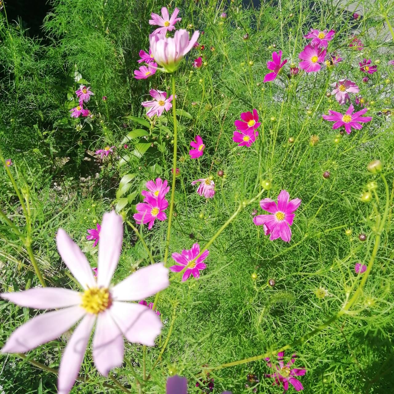 �F�l�̂��������F���Ă���܂�