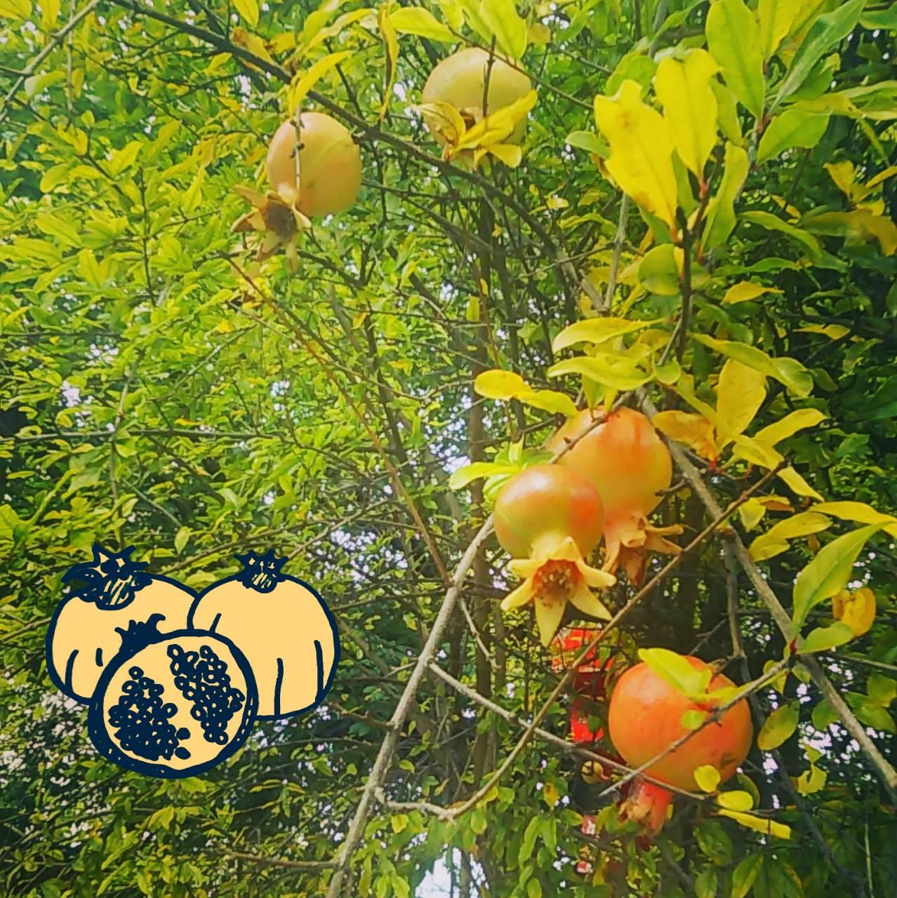 �V�����n�߂悤�I�ꗱ���{����