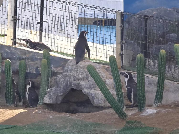 �T���̗����^