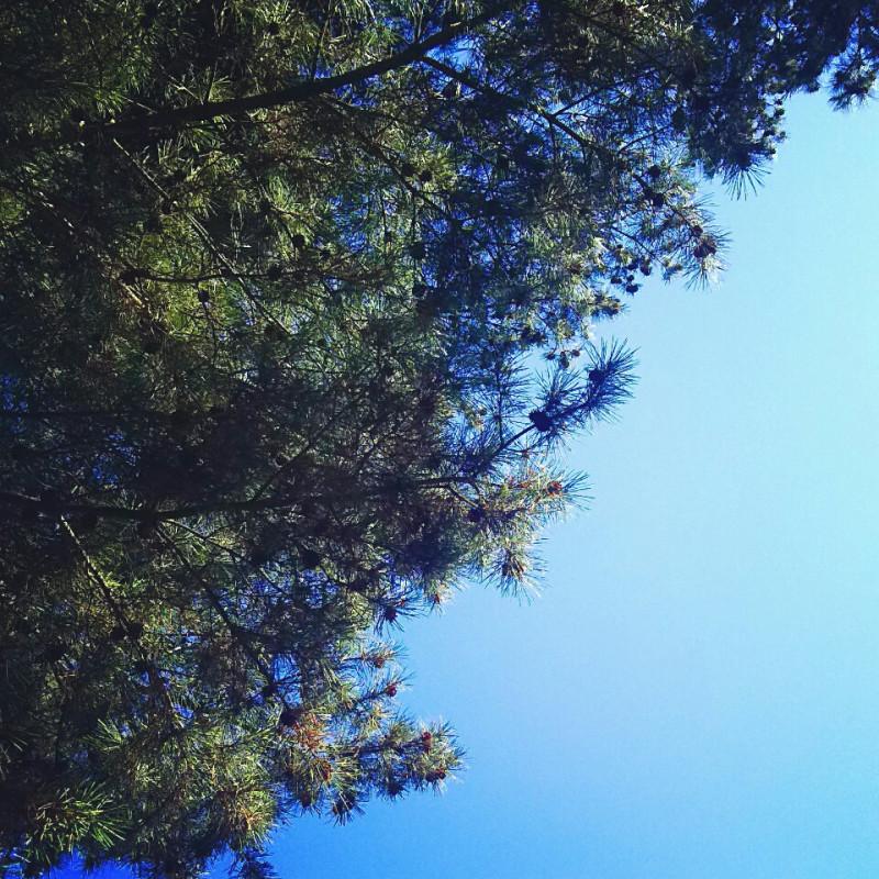 �R���̃��C�I����ǂ݂܂���