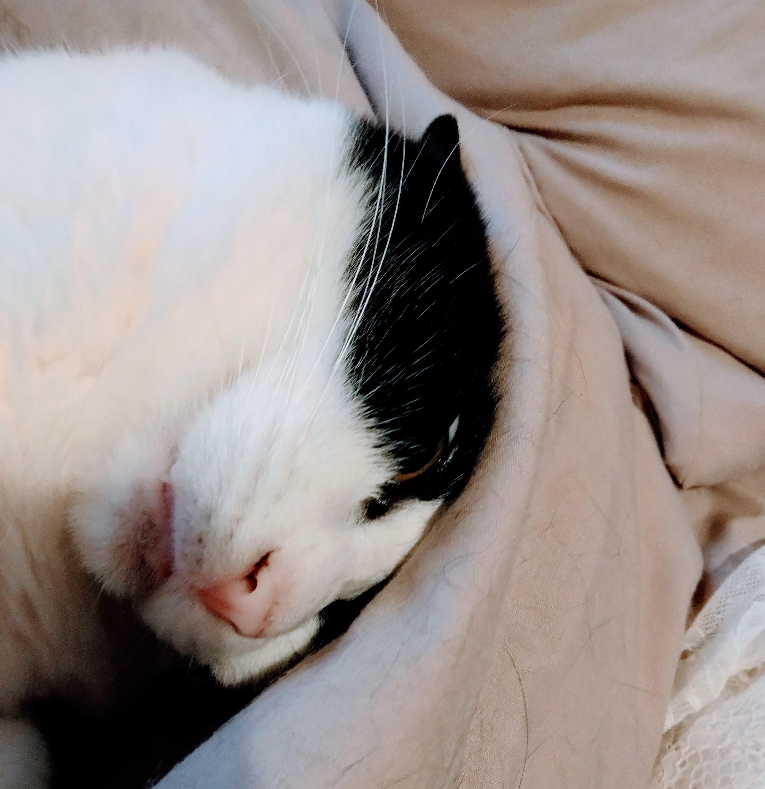 �{��Ɣ߂��݂�