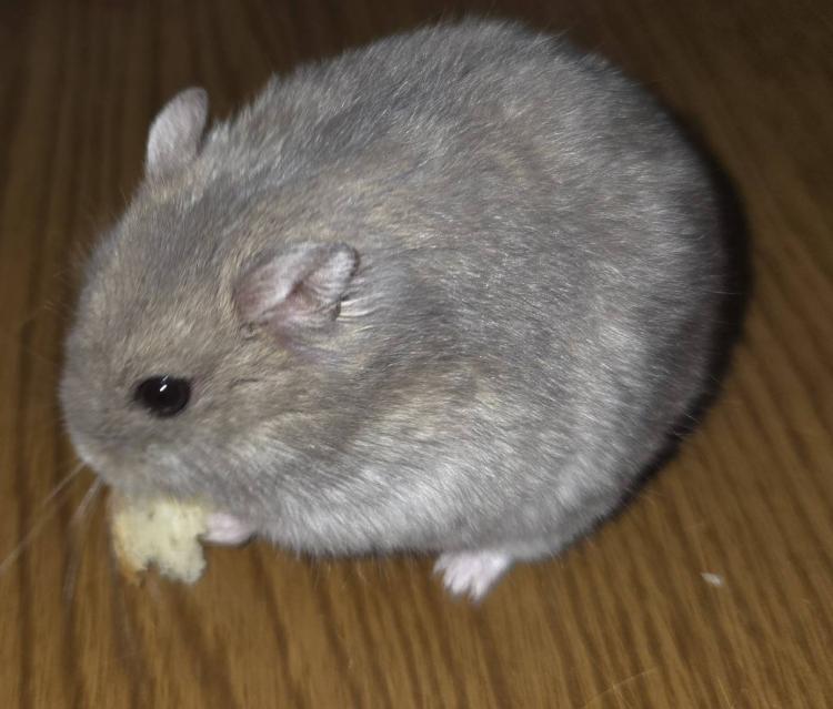 T̉^
