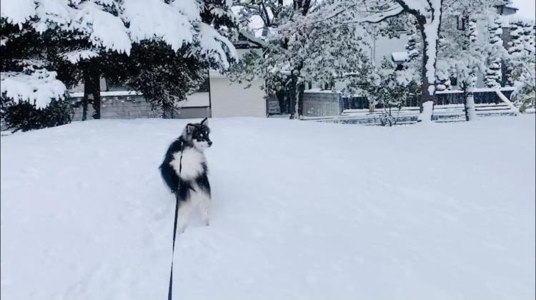 �Ⴊ�ς����Ă��Ă��܂�