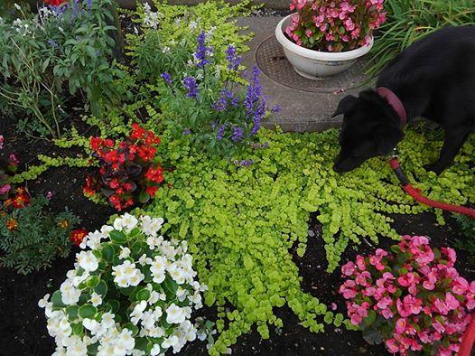 �X�^�o�̃h���C�u�X���[