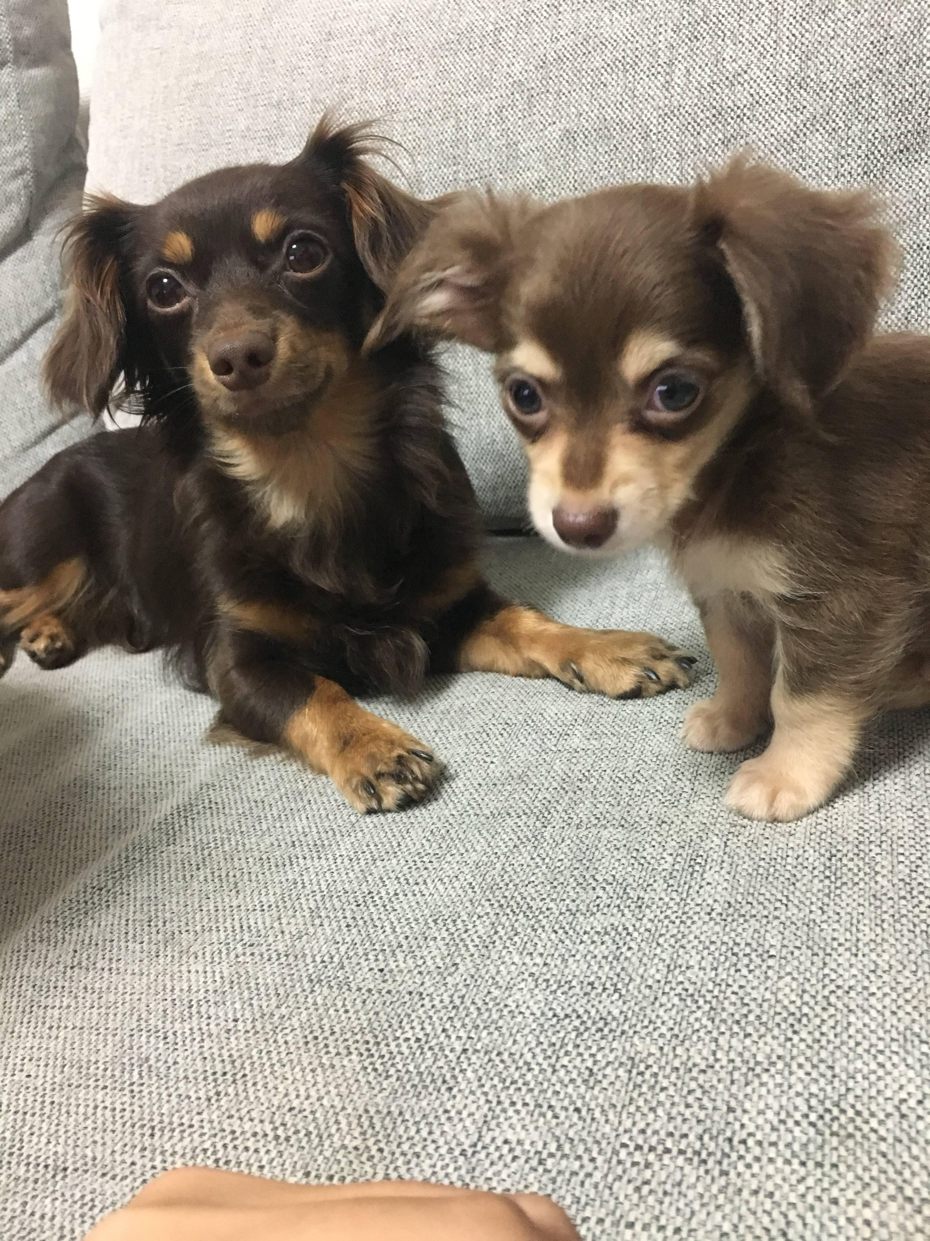 �����̃����R