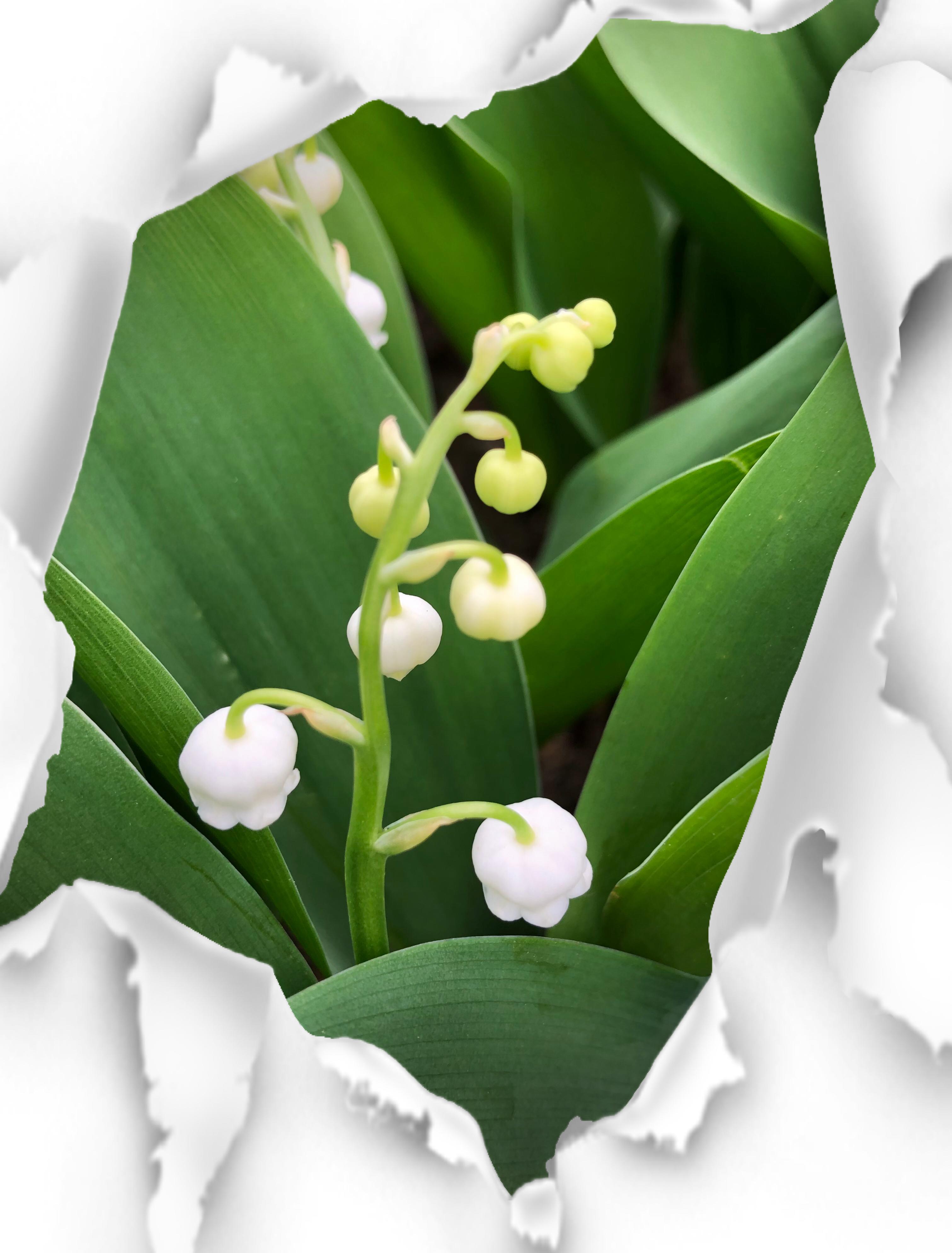 �Ўv���͐��A����̂��H