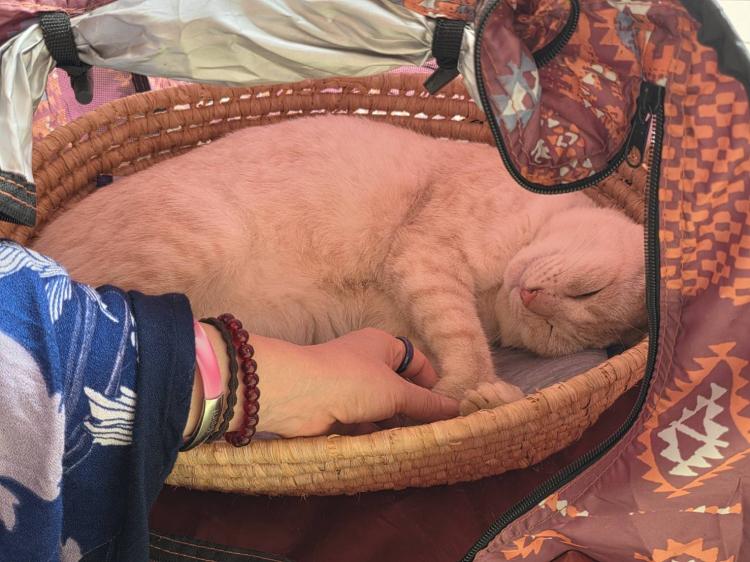 �D�����ꏊ