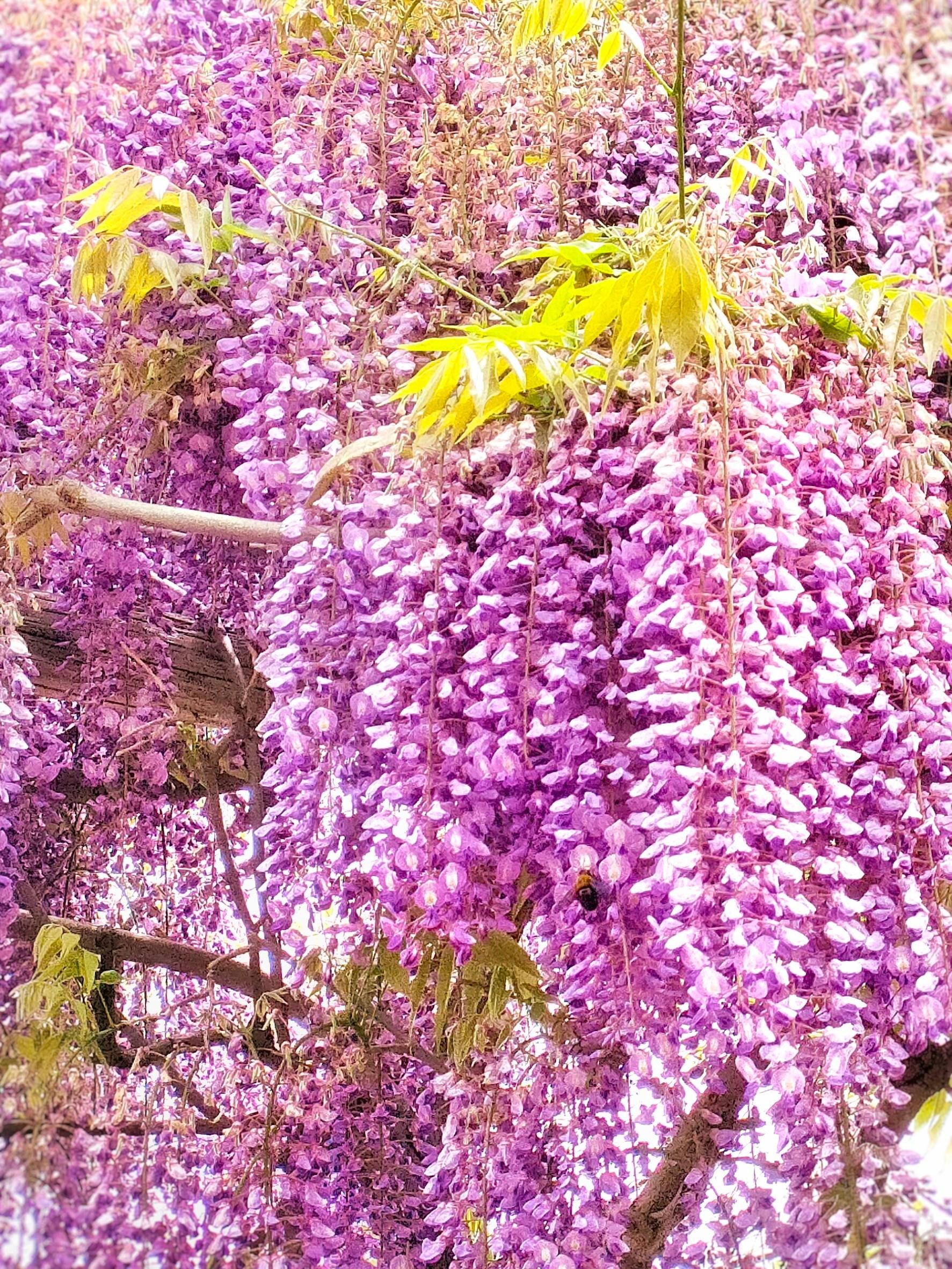 �t�̂��o�����U��Ԃ聙���̉�