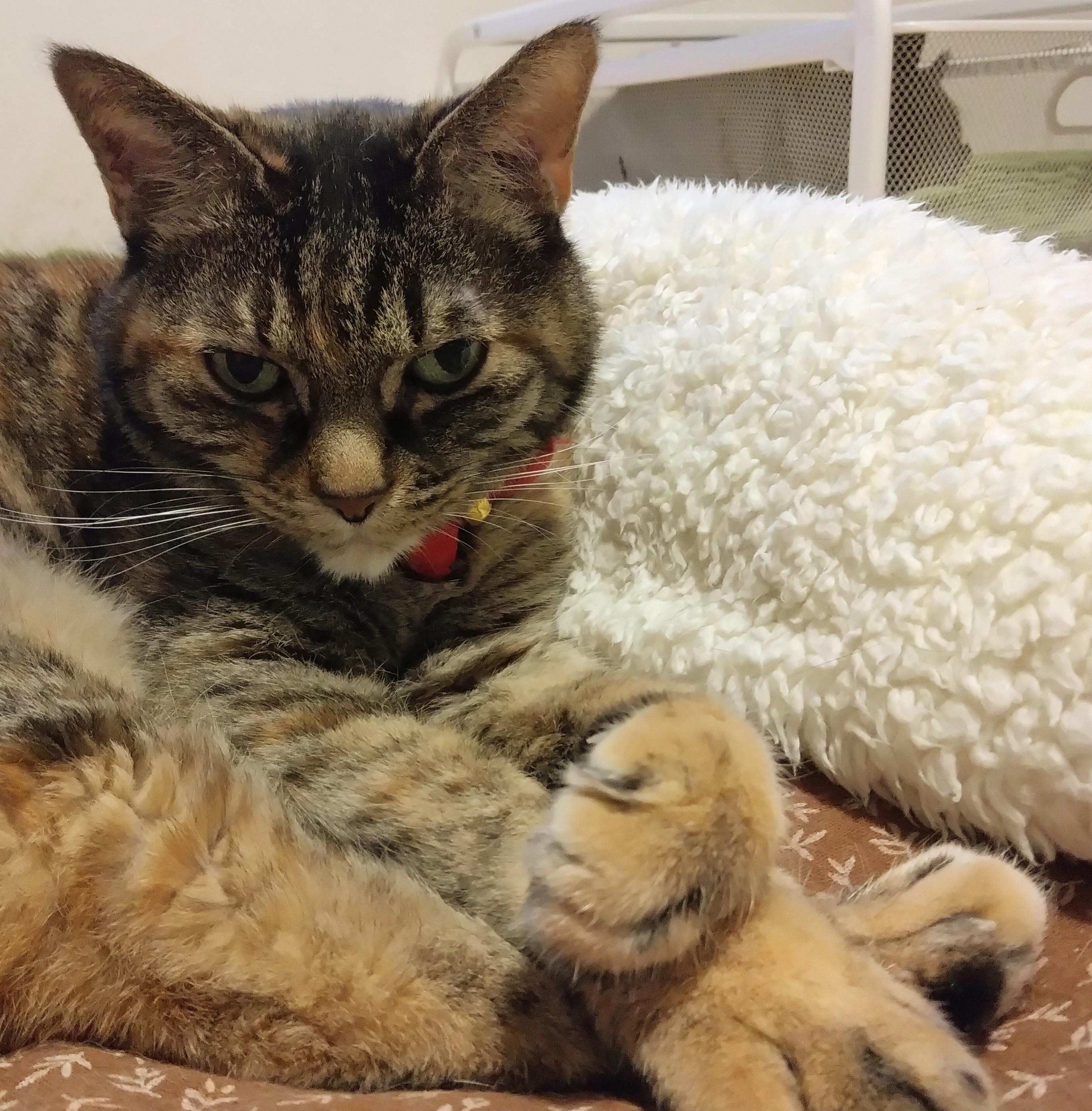 �P�̃��C�I���Y�Q�[�g