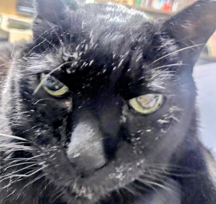 �ĂщĂ̗������Ȃ�b��