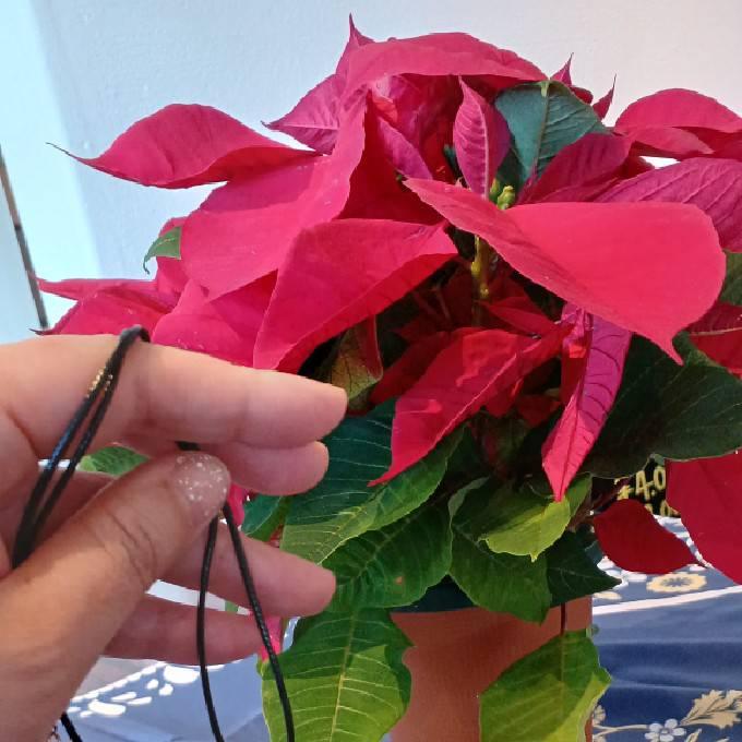ポインセチアの花言葉は「祝福」
