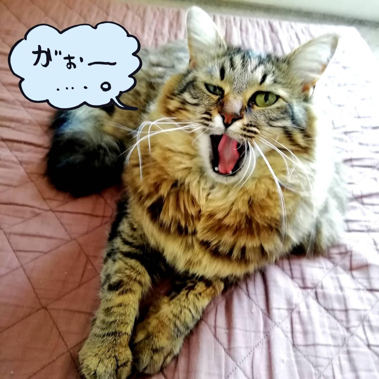 �{�l�i�L�j�̋C�������y�쎋�z