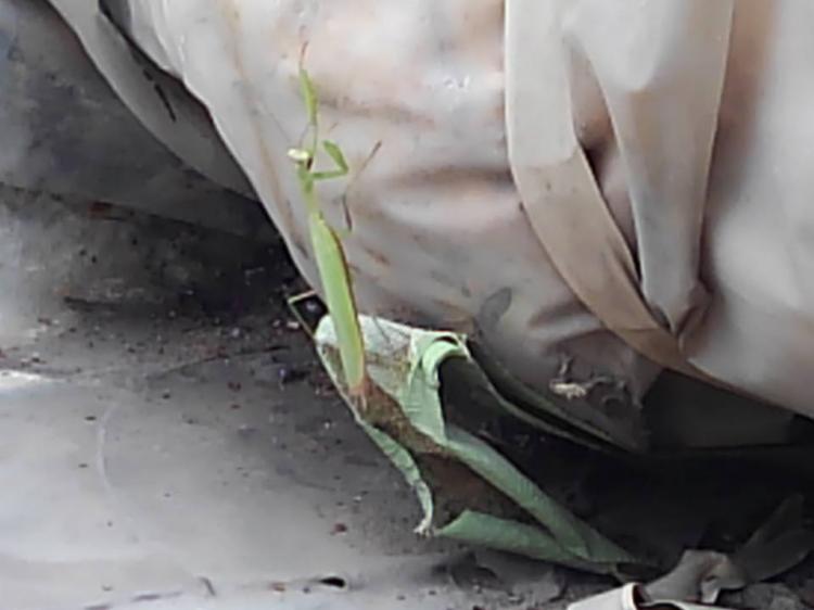 ���ފ݂��߂�