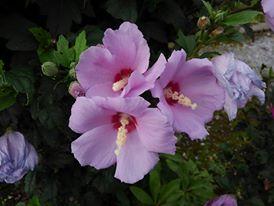 �Г�Ɍ�����ꂽ�Ƃ��B