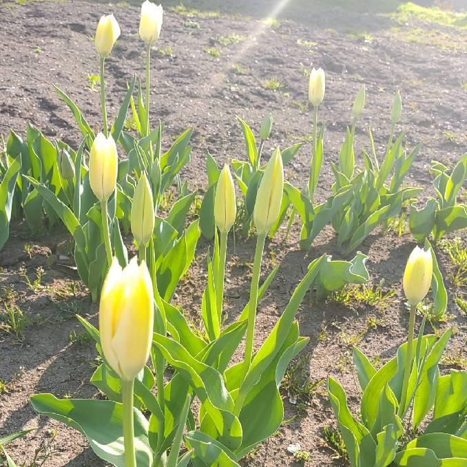 �ꗬ�I���𔲂���ł���@�Ƃ́H