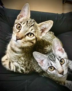 �M������M�������R4.4.2����