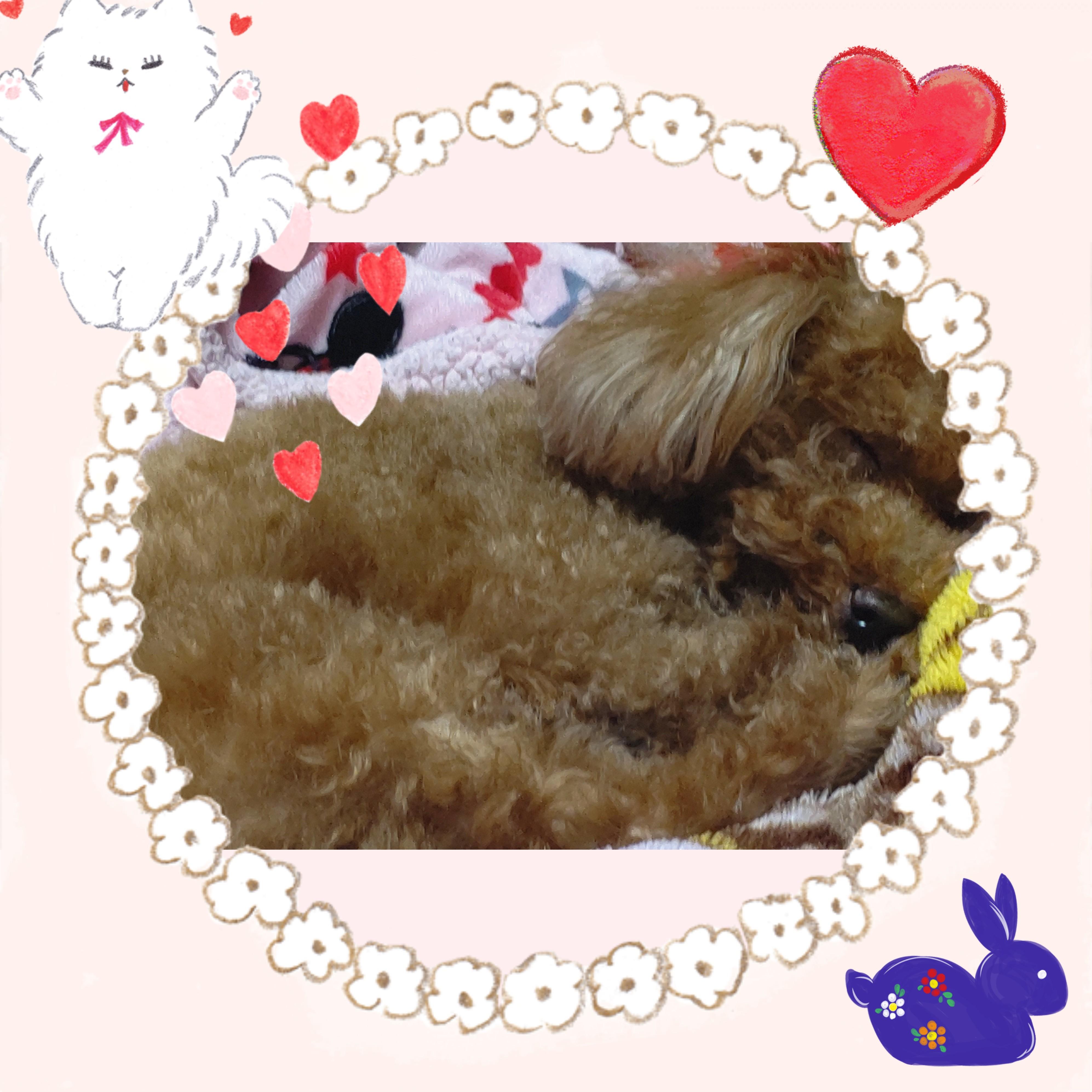 �킽���̑��_��