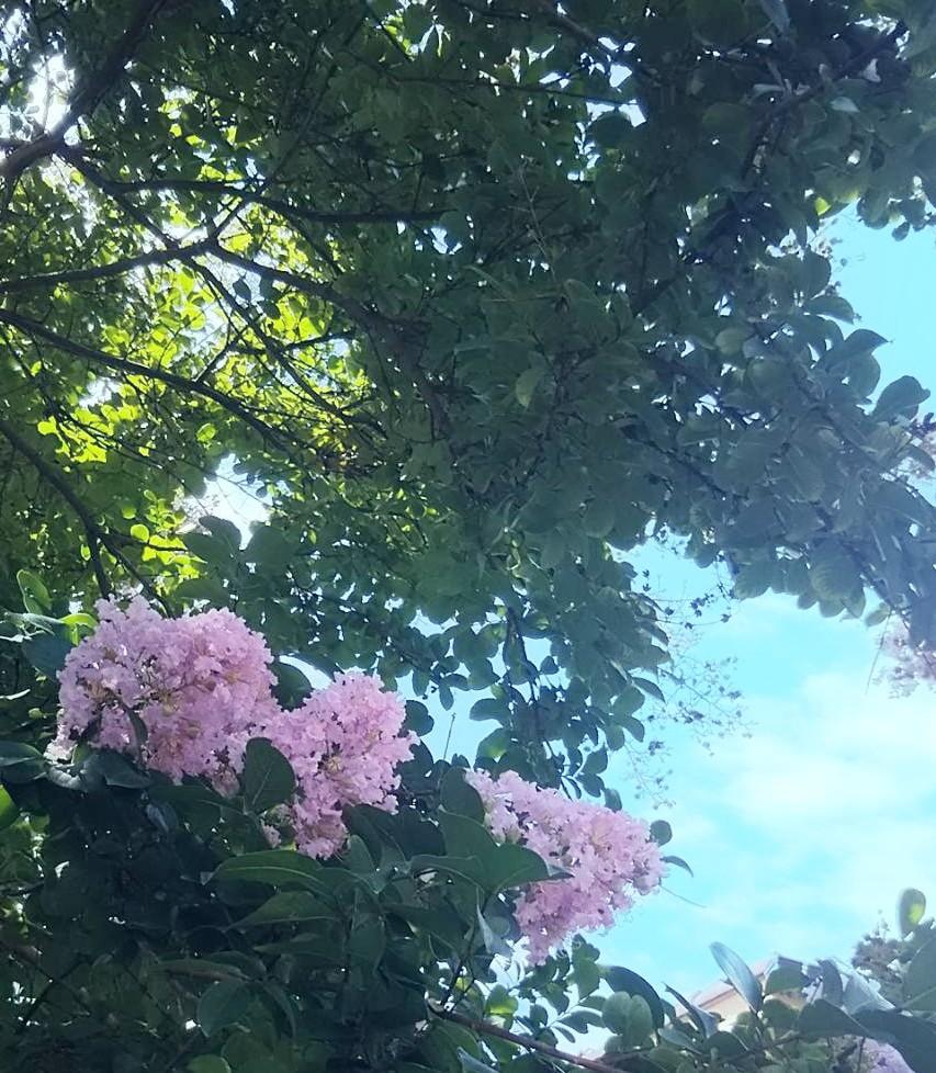 ���~�̏o����