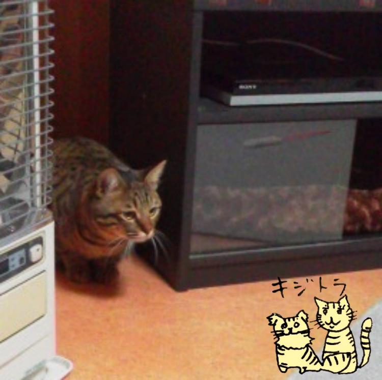 �y�b�g�̋C����(*�L�x`)��