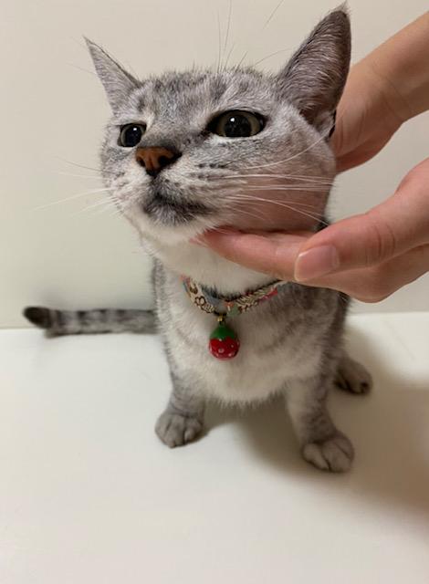 ����̂˂��̓�