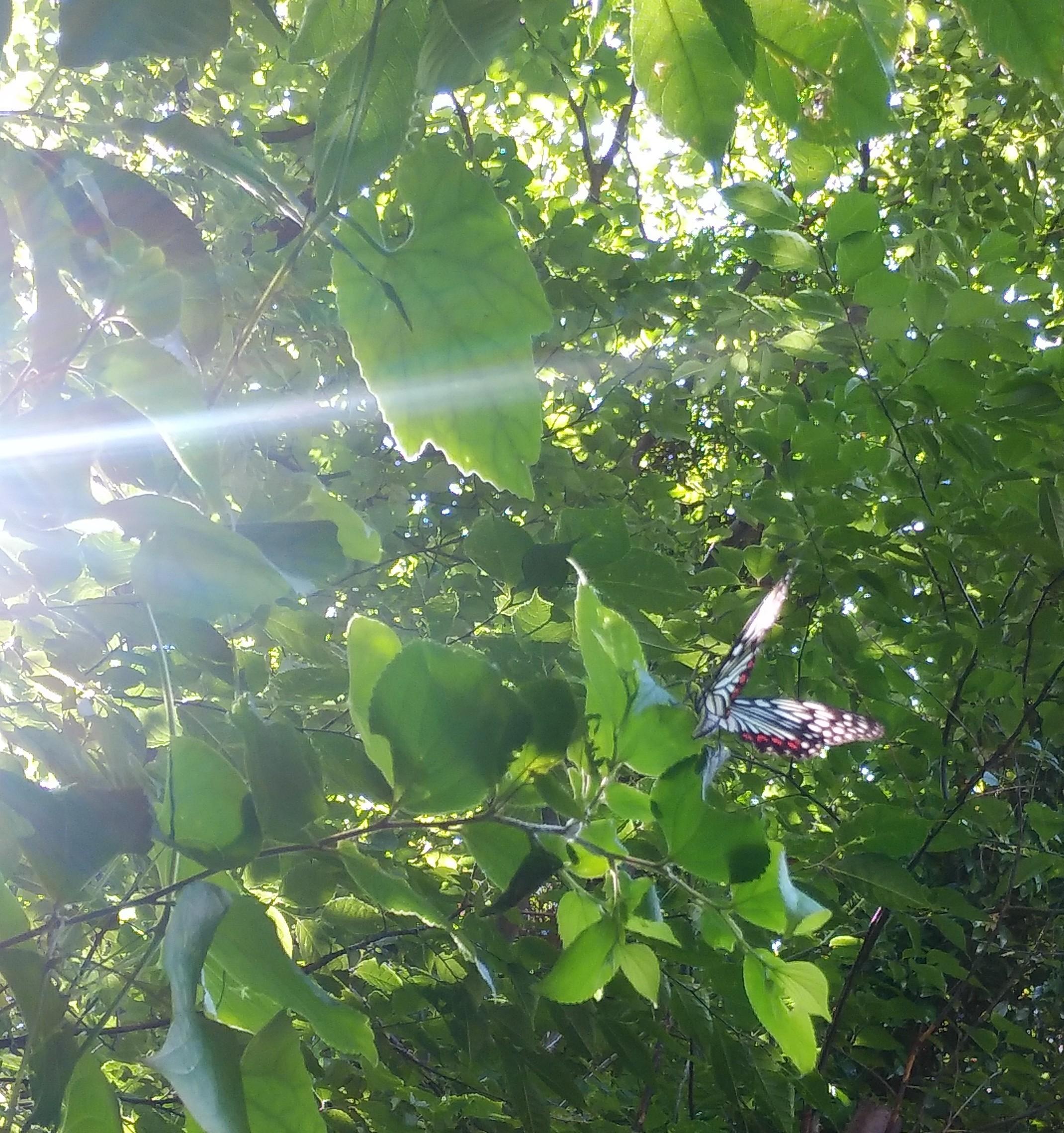 ���͎�����z����