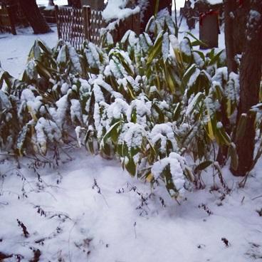 �Y����Ȃ��J���I�P