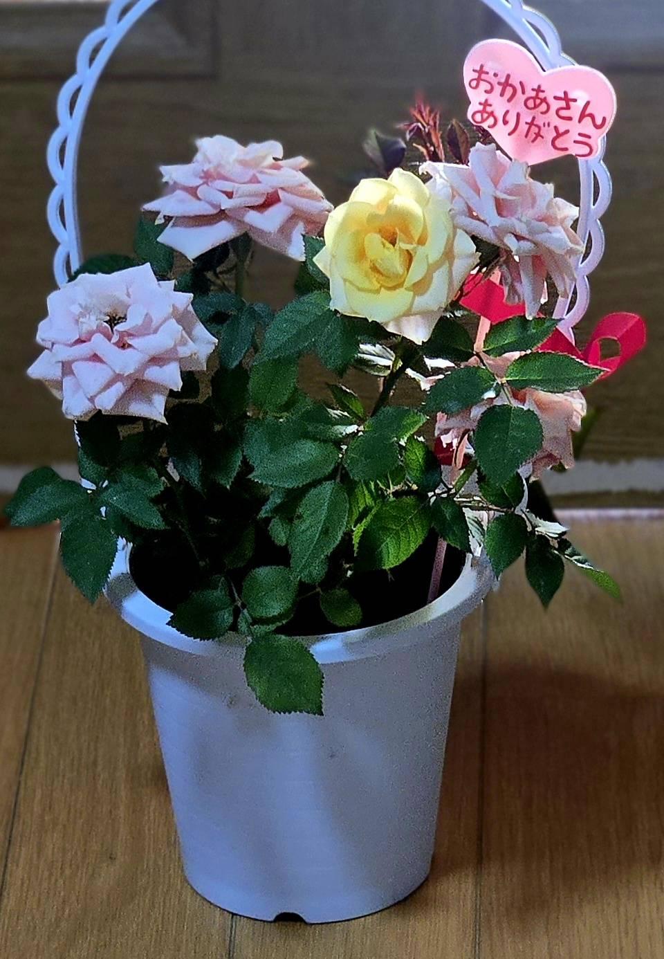 5��11���A12���̉^��