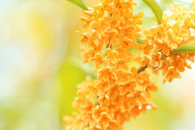 [�J�^]���؍҂ƃX�s���`���A������