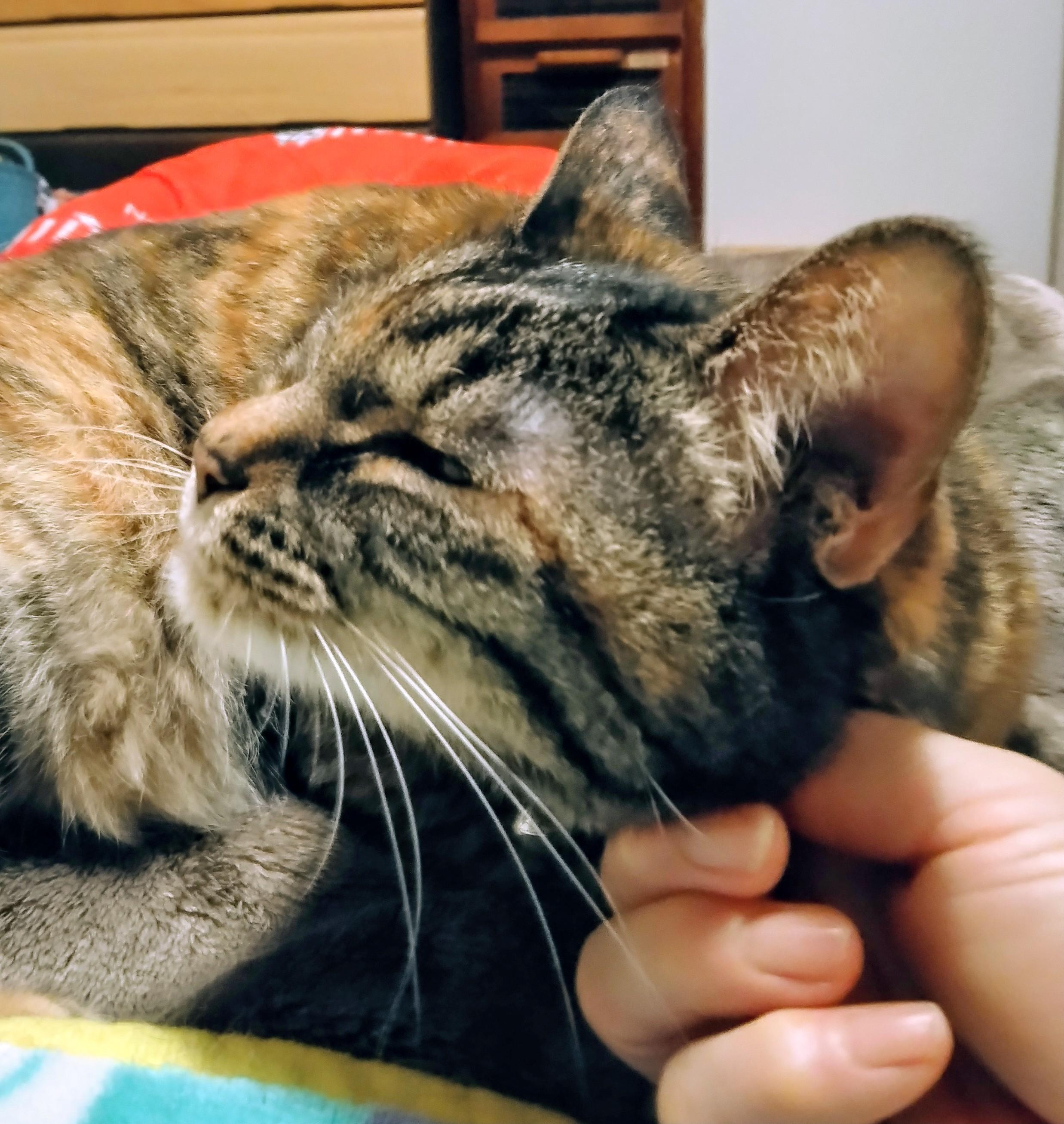 �������̂���